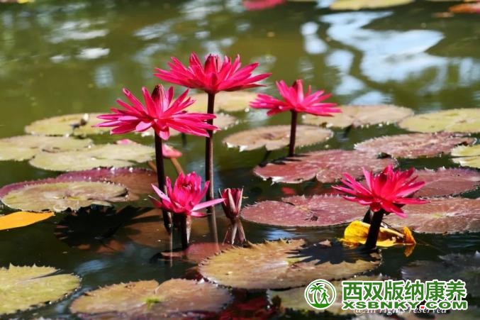 图片关键词