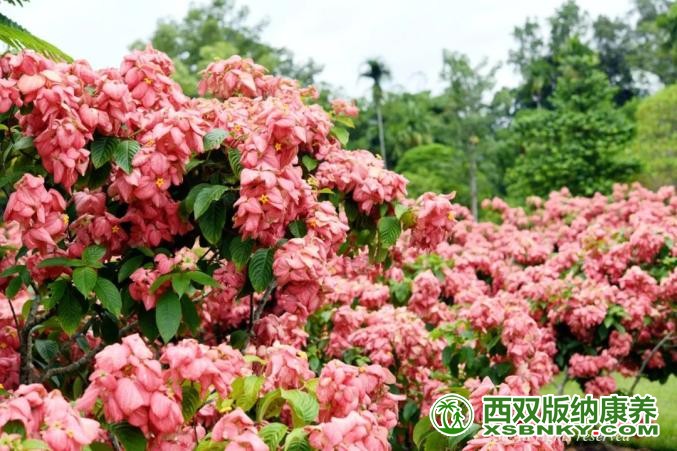 图片关键词