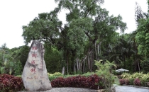 西双版纳独树成林景区