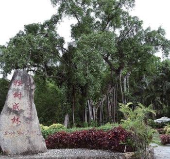 西双版纳独树成林景区