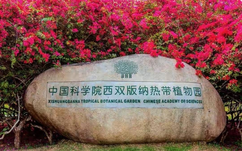 西双版纳大益庄园