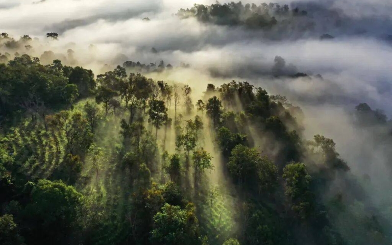 中国科学院西双版纳热带植物园景区