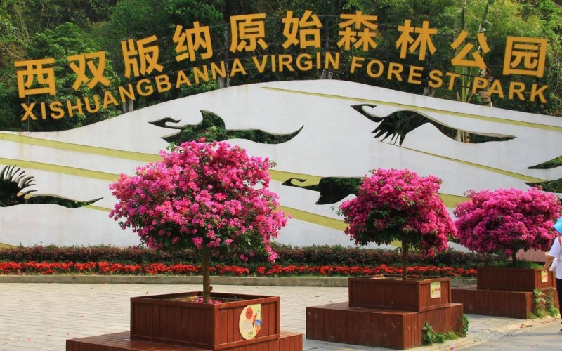 西双版纳原始森林公园景区