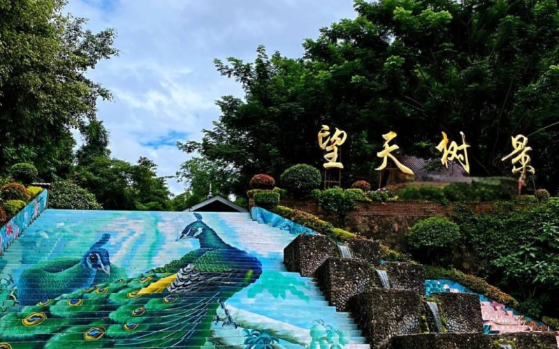 西双版纳望天树景区